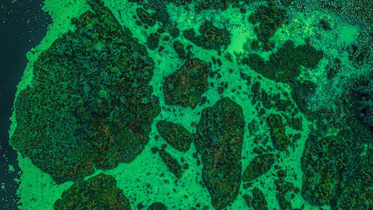 Mitochondria and Endurance — How Training Builds Cellular Power